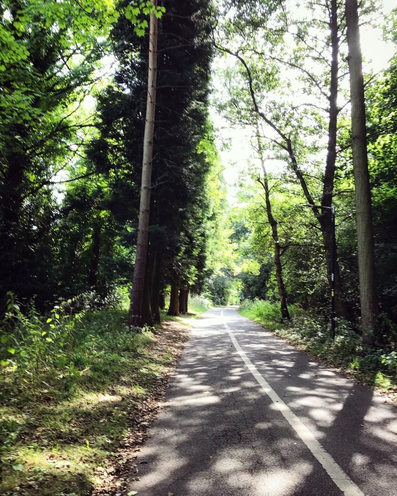 10/08 - Walks beneath the trees. 😌