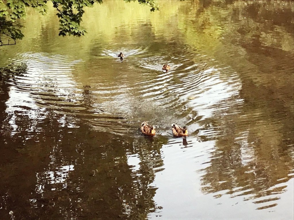 They've become conditioned to see people & assume they're being fed...they didn't like us...they just wanted food we didn't have. 😆