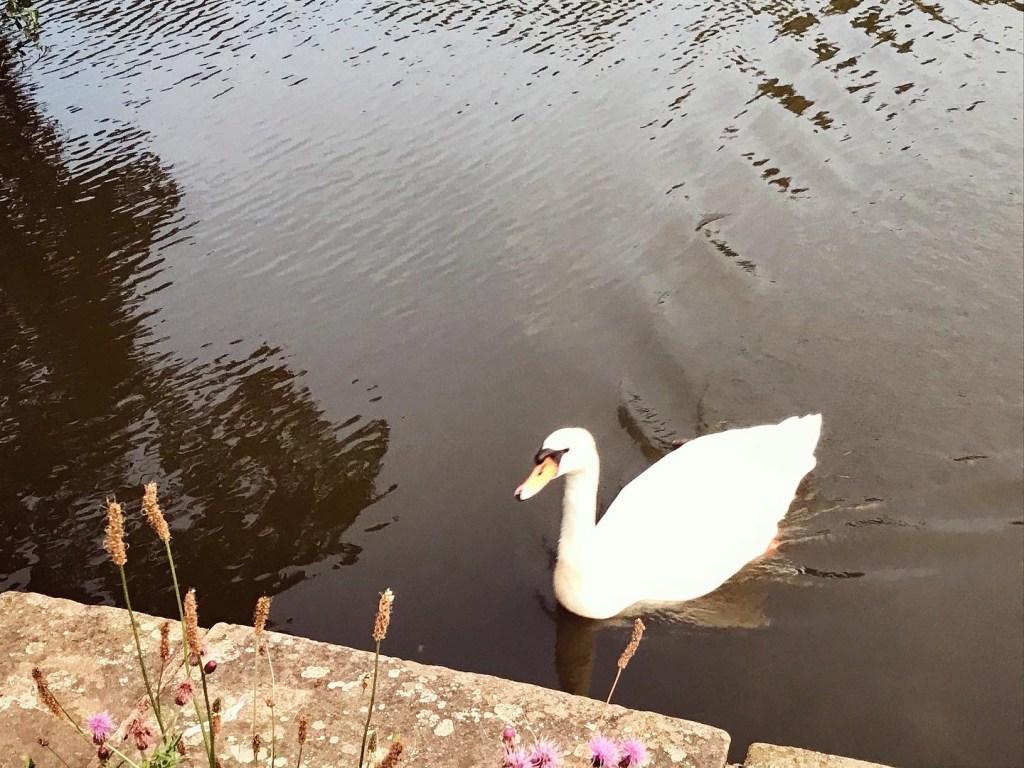 The swans thought we had food too..this one swam all the way from the other side to be greeted by disappointment. 🙊