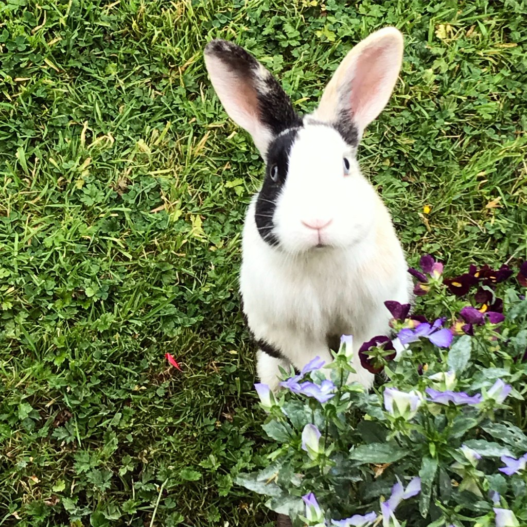 12/08 - He escaped from his hutch, but looked as though butter wouldn't melt. Naughty bun! 🐰
