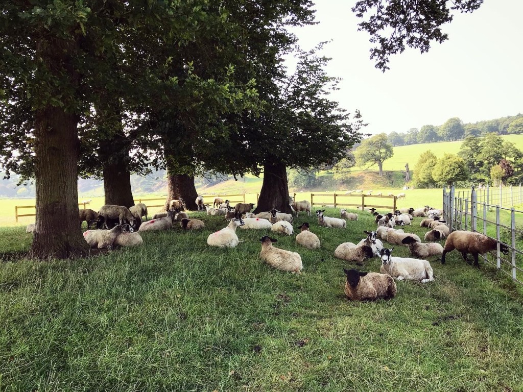 So many sheep! I do love sheep! 🐑