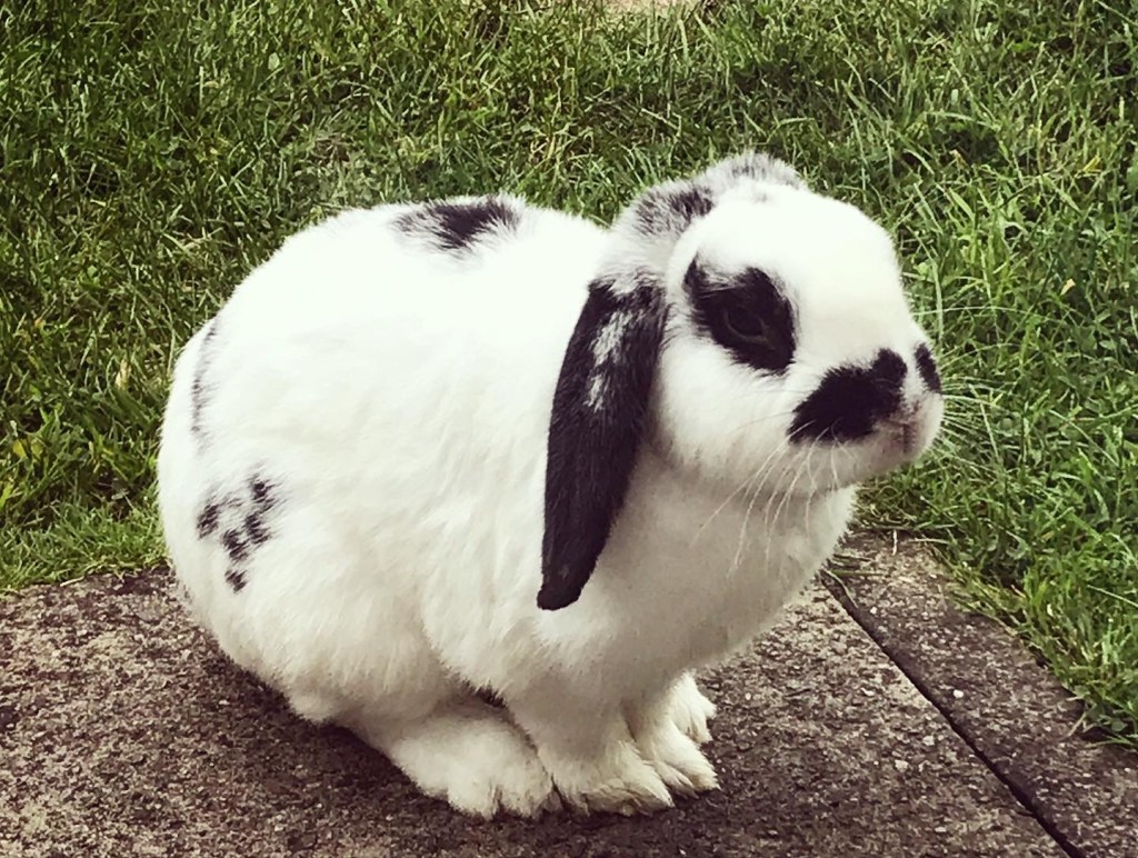 27/08 - My lil floof-ball! 😊🐰