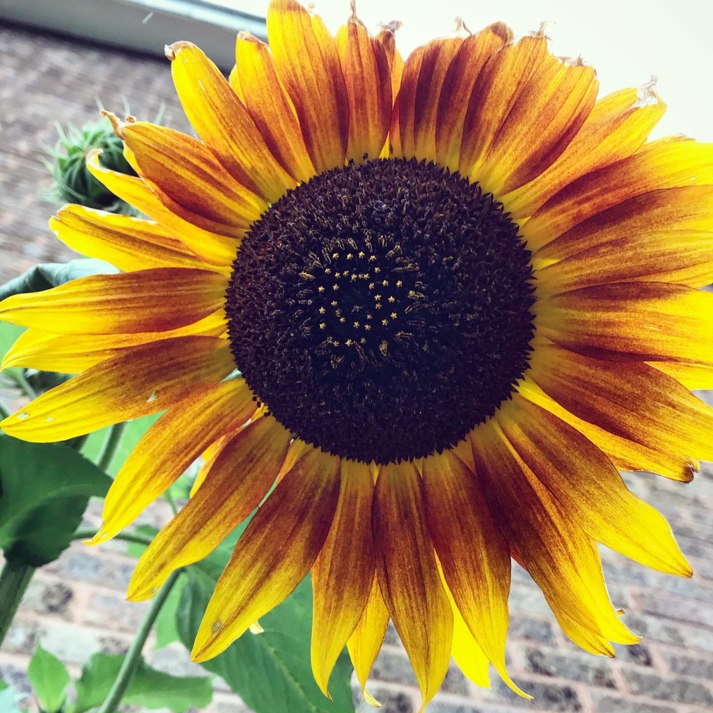 My Autumn sunflowers finally began flowering!! 🌻