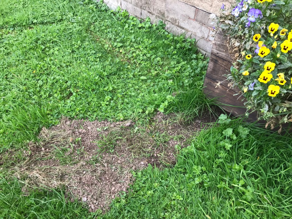 06/09 - Between them...the rabbits have dug a burrow underneath one of the planters & they're dead pleased with themselves about it!